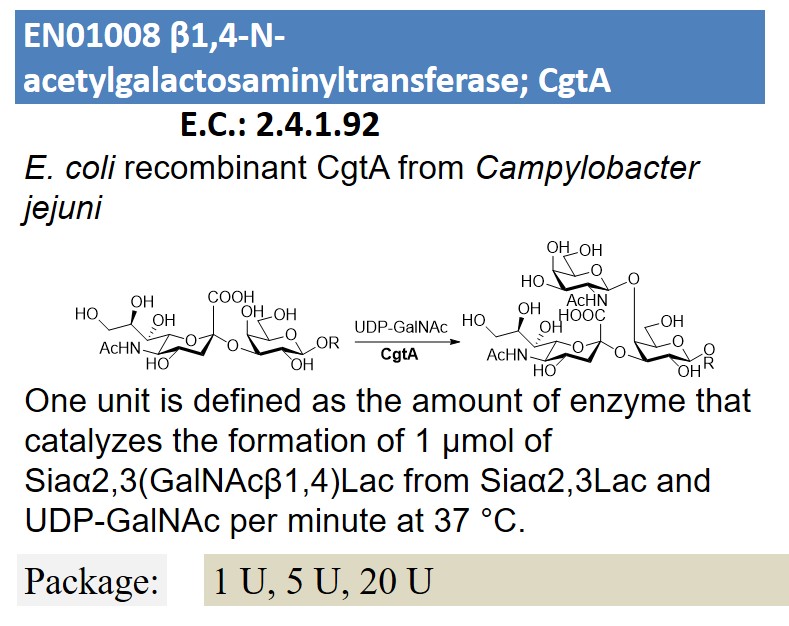 β1,4-N-acetylgalactosaminyltransferase; CgtA