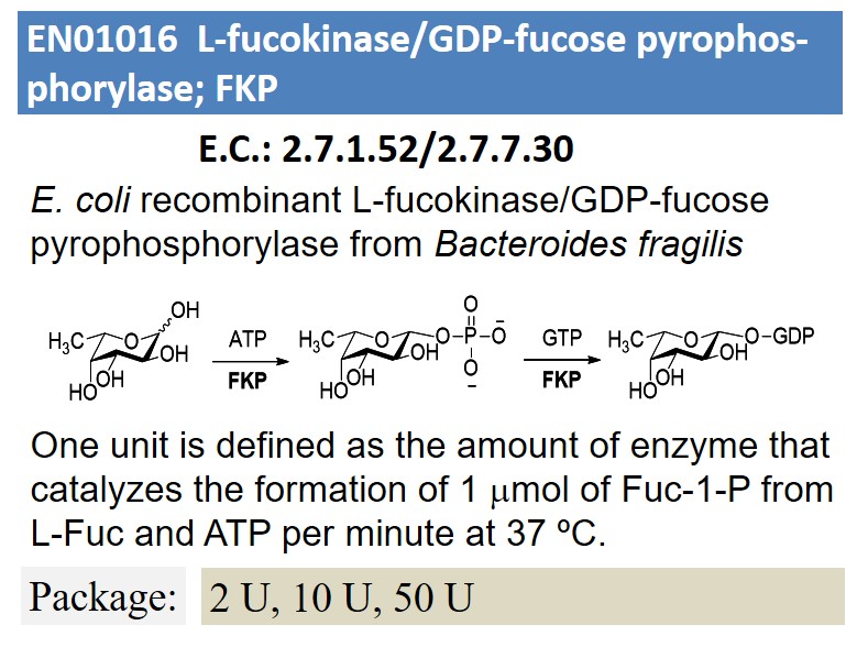 L-fucokinase/GDP-fucose pyrophos-phorylase; FKP