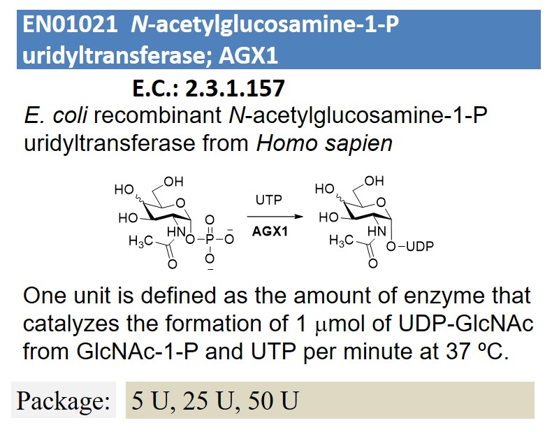 N-acetylglucosamine-1-P uridyltransferase; AGX1