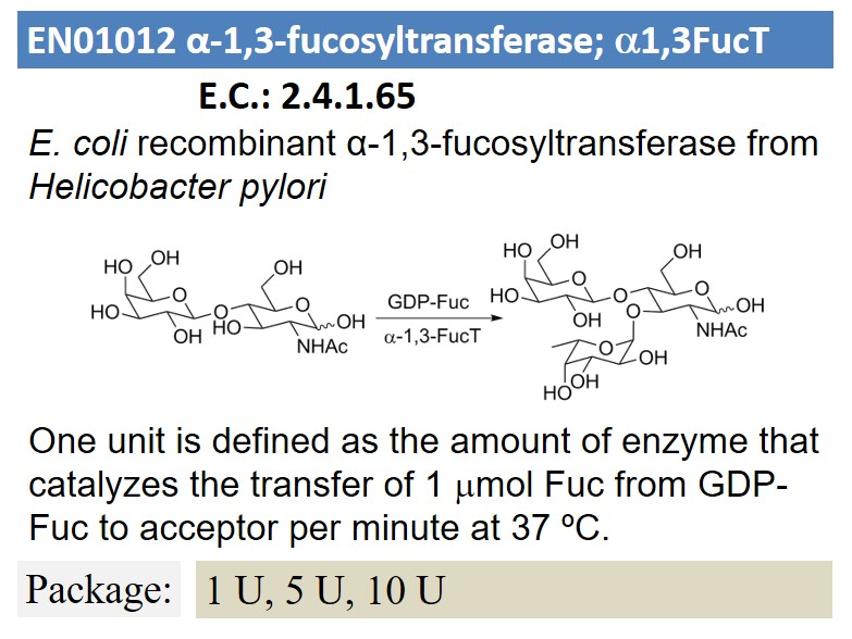 α-1,3-fucosyltransferase; a1,3FucT