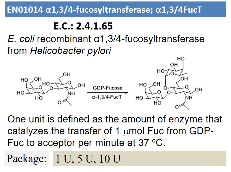 α1,3/4-fucosyltransferase; a1,3/4FucT