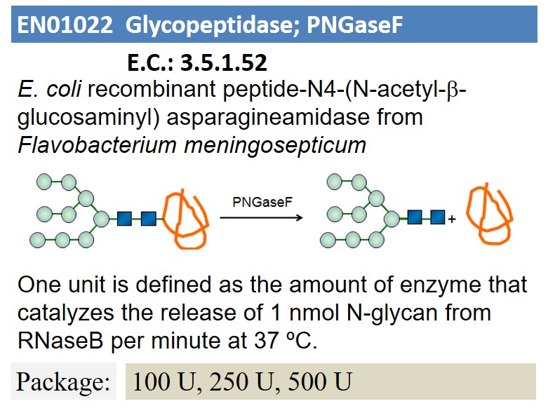 Glycopeptidase; PNGaseF