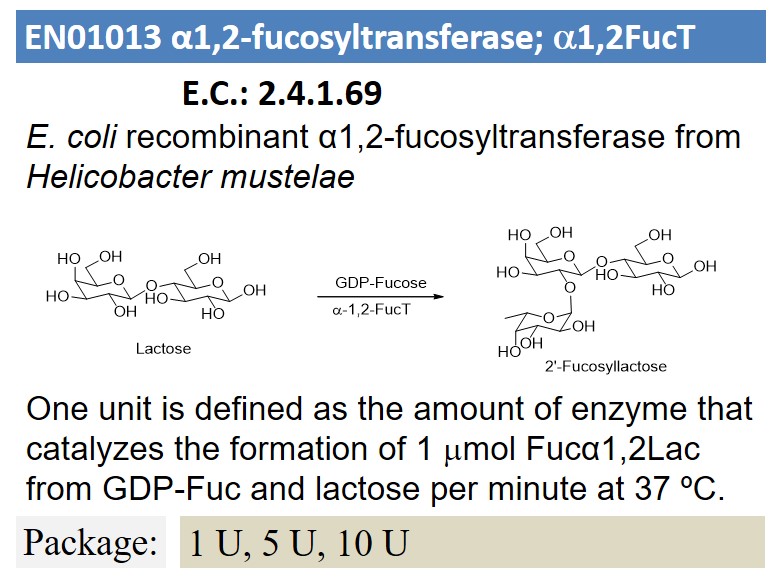 α1,2-fucosyltransferase; a1,2FucT