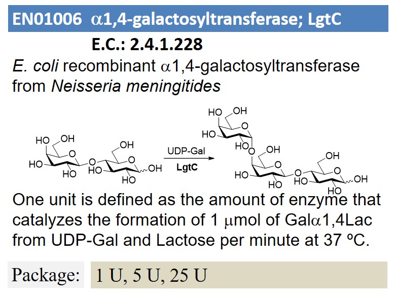 a1,4-galactosyltransferase; LgtC