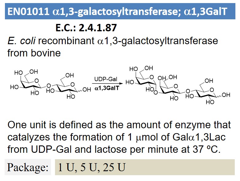 a1,3-galactosyltransferase; a1,3GalT