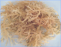 semi refined IOTA carrageenan with particle size 200 mesh for E standard