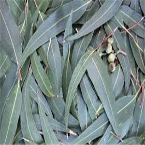 Eucalyptus globulus, ext.