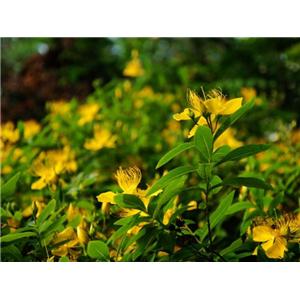 St. John\'s Wort Extract