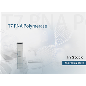 T7 RNA polymerase