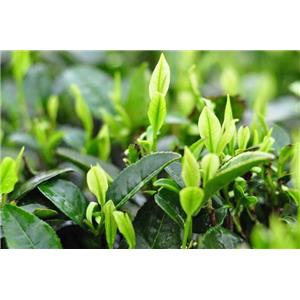(-)-Epigallocatechin(EGC); Green tea extract