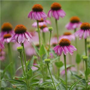 ChicoricAcid; Echinacea extract