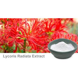 Lycoris Radiata Extract