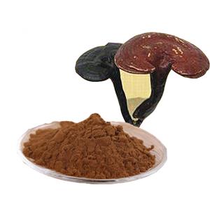 Reishi mushroom extract