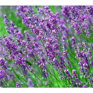 Lavander oil