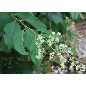 WILFORLIDE A; Tripterygium wilfovdii extract