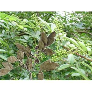 Buchu leaf extract oil