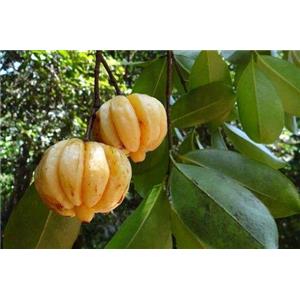 Garcinia cambogia extract