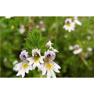 Euphrasia officinalis?extract