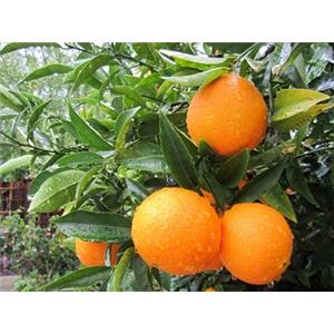 Tangerine peel P.E.; Citrus reticulata Blanco peel extract