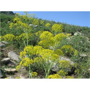 Ferula extract