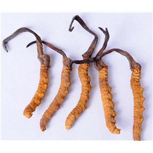 CORDYCEPS