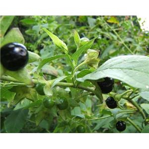 Belladonna Extract