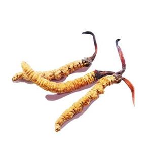 Cordyceps Ext