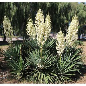 Yucca Extract