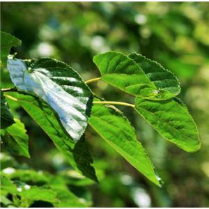Mulberry Leaf Extract Powder