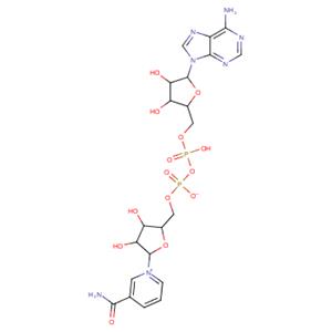 β-Nicotinamide Adenine Dinucleotide