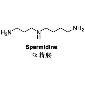 Natural biosynthesis of spermidine HCL