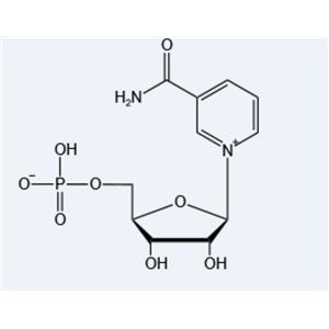 β-Nicotinamide Mononucleotide（NMN）