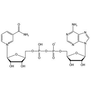 β-Nicotinamide adenine dinucleotide（NAD）