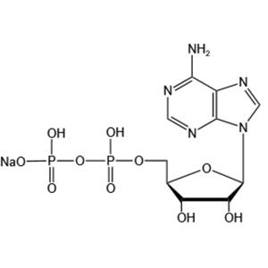 Adenosine 5’-diphosphate monosodium salt（ADP-Na）