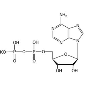 Adenosine 5’-diphosphate monopotassium salt（ADP-K）