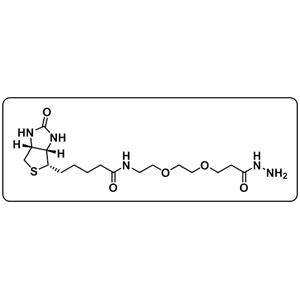 Biotin-PEG2-hydrazide