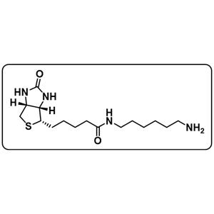 Biotin-C6-amine