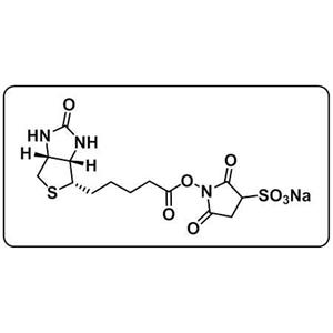 Biotin-Sulfo-NHS ester