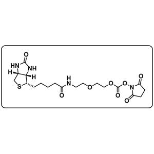 Biotin-PEG2-COO-NHS ester
