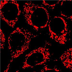AIE Red Probe for Mitochondrion