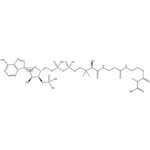 Methylmalonyl Coenzyme A