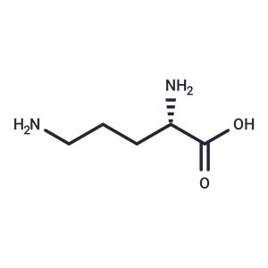 L-Ornithine