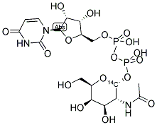 URIDINE DIPHOSPHATE N-ACETYL-D-GALACTOSAMINE, [ACETYL-14C] 结构式