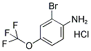 2-Bromo-4-(trifluoromethoxy)aniline hydrochloride 结构式