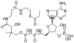 PROPIONYL COENZYME A, [1-14C]- 结构式