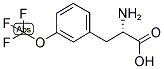 (S)-2-AMINO-3-(3-TRIFLUOROMETHOXY-PHENYL)-PROPIONIC ACID 结构式