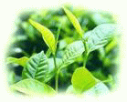 EGCG(綠茶提取物),EGCG(Green Tea Extract)