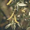 White willow bark P.E.,White willow bark P.E.