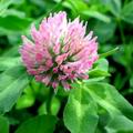 Red Clover Extract Powder,Red Clover Extract Powder