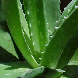 Aloe Vera P.E.,Aloe Vera P.E.